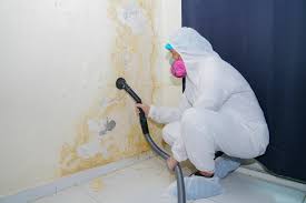 Trusted Garden City South, NY Mold Removal Experts